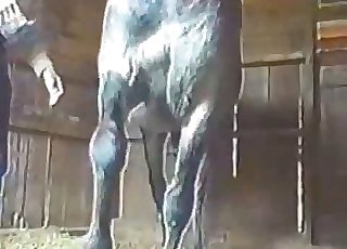 Bestiality video featuring a hung horse