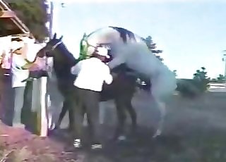 Playing with huge dick of a stallion