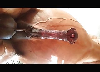 Penis